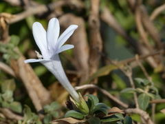 Barleria lawii