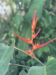 Heliconia latispatha
