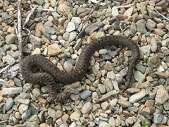 Vipera berus sachalinensis