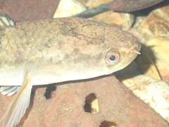Channa limbata
