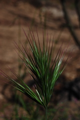 Bromus rubens
