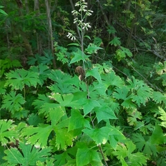 Parasenecio hastatus