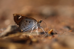 Caprona ransonnettii