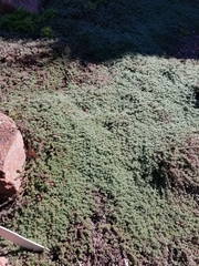 Thymus pseudolanuginosus