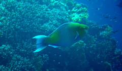 Scarus ferrugineus
