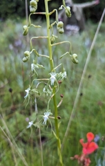 Habenaria weberiana