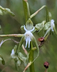 Habenaria weberiana