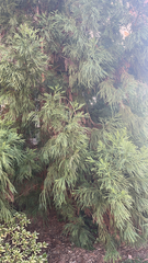 Cryptomeria japonica