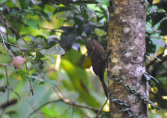 Dendrocincla fuliginosa