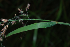 Calamagrostis purpurea