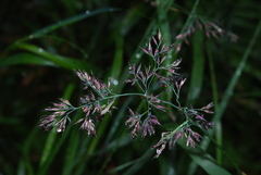 Calamagrostis purpurea
