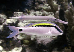 Parupeneus barberinus