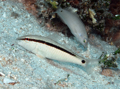 Parupeneus barberinus