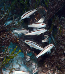 Parupeneus barberinus