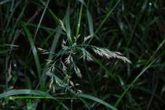 Calamagrostis purpurea