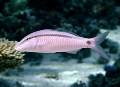 Parupeneus barberinus