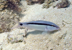 Parupeneus barberinus