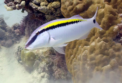 Parupeneus barberinus