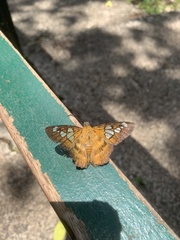 Myscelus epimachia