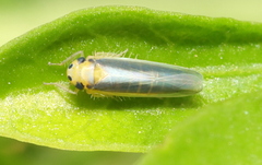Cicadulina
