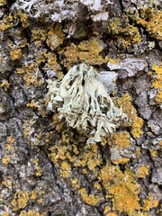 Ramalina fraxinea