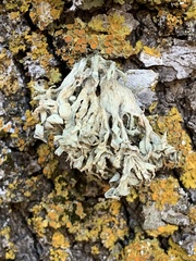 Ramalina fraxinea