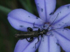 Oedemera atrata