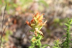 Castilleja indivisa