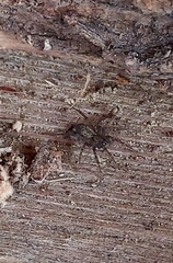 Agelenidae