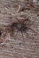 Agelenidae