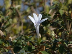 Barleria lawii