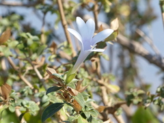 Barleria lawii