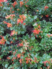 Salvia regla