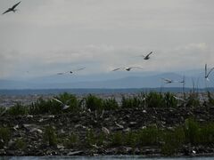 Sterna hirundo longipennis