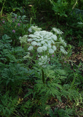 Pleurospermum uralense