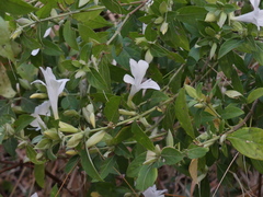 Barleria lawii