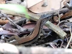 Kentropyx altamazonica