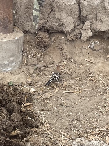 Common Hoopoe