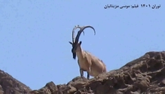 Capra aegagrus aegagrus