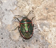 Eurydema