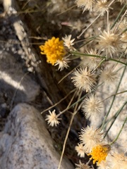 Bebbia juncea aspera