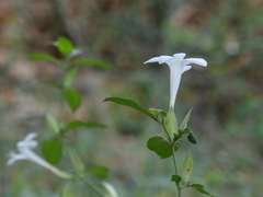 Barleria lawii