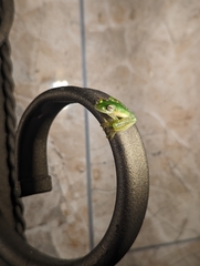 Teratohyla pulverata