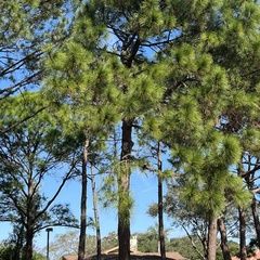Pinus palustris