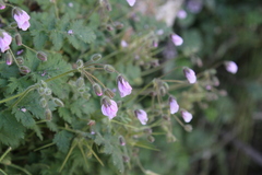 Erodium rupicola