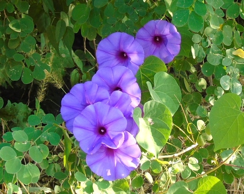 Ipomoea pedicellaris