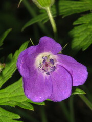 Geranium sylvaticum