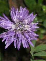 Globularia