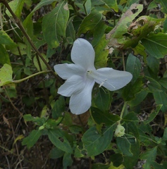 Barleria lawii