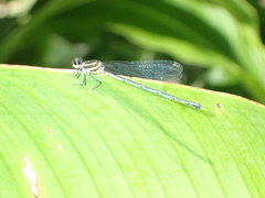 Onychargia atrocyana